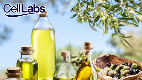 Image of olive fruit, olive tree, and different concentrations of olive oils for blog on benefits of olive fruit.