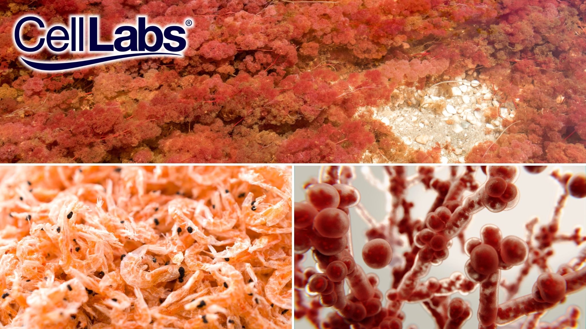 What is Astaxanthin CellLabs