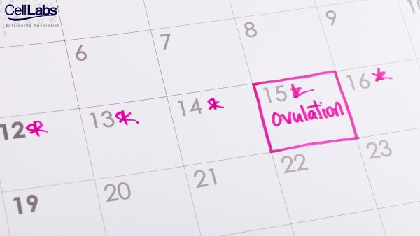 Image of a fertility calendar marked for ovulation day.